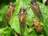 A year of milestones, and cicadas